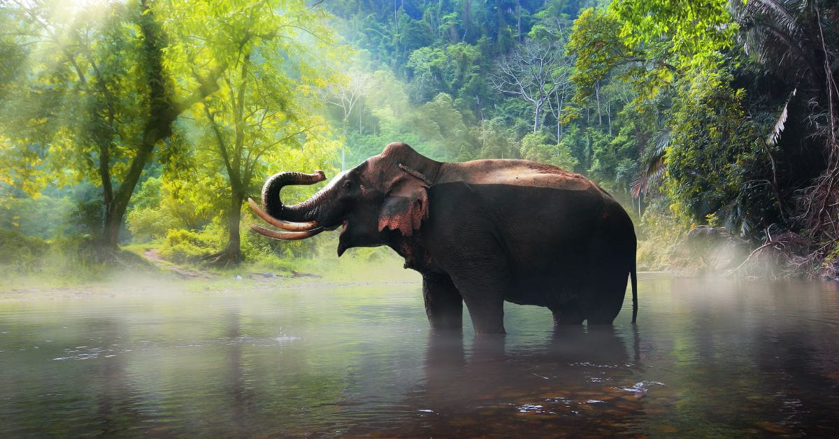 Elephant - Dooars Bhutan Tours Blog